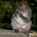 monkey_macaque_balinese_mf_ubud_v_1201_bal4919.jpg